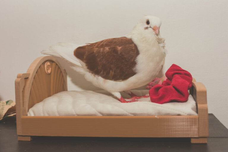 Sophie’s Fallout Themed Pigeon Bed